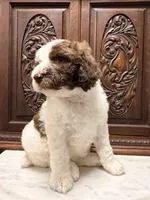 Gorgeous Female Unique , a female Poodle - Standard  for sale in Houston, TX – Photo 3 of 9