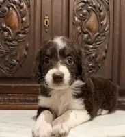 Chocolate and White Female , a female Aussiedoodle for sale in Houston, TX – 4 of 7