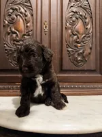 Aussiedoodle Female, a female Aussiedoodle for sale in Houston, TX – 3 of 4