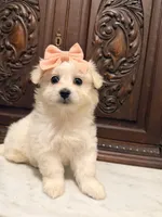 Gorgeous Female , a female Malchi for sale in Houston, TX – 5 of 7
