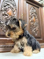 Precious little boy, a male Yorkshire Terrier for sale in Houston, TX – 4 of 4