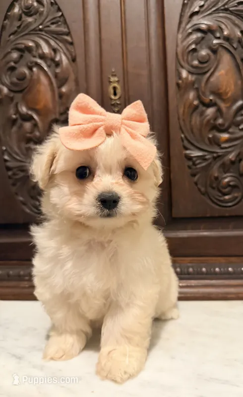 Tiny Female Mal-Chi – Malchi puppy for sale in Houston, TX