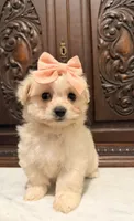 Tiny Female Mal-Chi, a female Malchi for sale in Houston, TX – 1 of 5