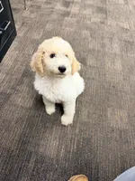 Gorgeous Male , a male Poodle - Multi-Colored Standard and Poodle - Standard  for sale in Houston, TX – 2 of 3