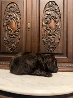 Adorable Female, a female Aussiedoodle for sale in Houston, TX – 2 of 4