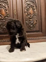 Aussiedoodle Female, a female Aussiedoodle for sale in Houston, TX – 2 of 4