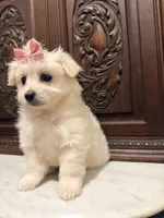 Gorgeous Female , a female Malchi for sale in Houston, TX – 6 of 7