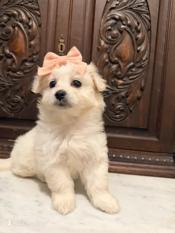 Gorgeous Female  – Malchi puppy for sale in Houston, TX