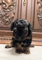 Tiny Toy Male, a male Poodle - Toy  for sale in Houston, TX – 3 of 10