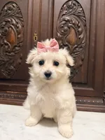 Gorgeous Female , a female Malchi for sale in Houston, TX – 2 of 7