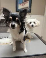 Teeny Tiny Chi Poo, a male Chihuahua and Poodle - Toy  for sale in Houston, TX – Photo 7 of 7