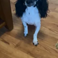Purse Puppy Teeny Tiny Chi Poo, a male Chihuahua and Poodle - Toy  for sale in Houston, TX – Photo 5 of 9