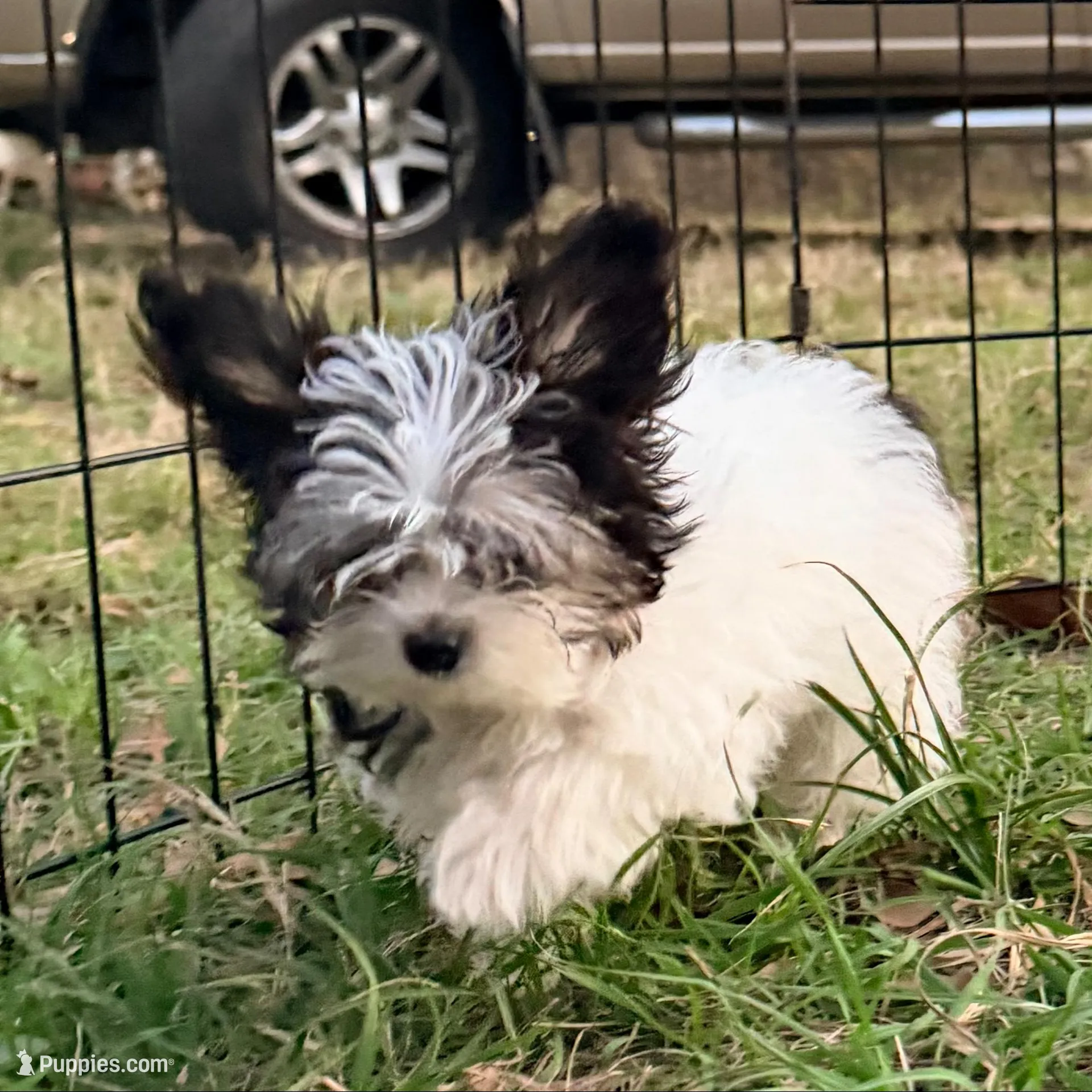 Purse Puppy Teeny Tiny Chi Poo, a male Chihuahua and Poodle - Toy  for sale in Houston, TX – Photo 9 of 9