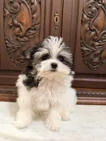 Purse Puppy Teeny Tiny Chi Poo, a male Chihuahua and Poodle - Toy  for sale in Houston, TX – Photo 8 of 8