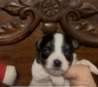 Teeny Tiny Chi Poo, a male Chihuahua and Poodle - Toy  for sale in Houston, TX – Photo 6 of 7