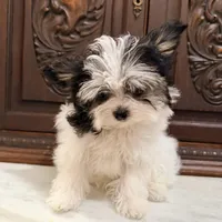 Purse Puppy Teeny Tiny Chi Poo, a male Chihuahua and Poodle - Toy  for sale in Houston, TX – Photo 1 of 9