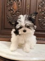 Purse Puppy Teeny Tiny Chi Poo, a male Chihuahua and Poodle - Toy  for sale in Houston, TX – Photo 1 of 8