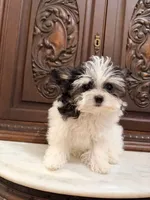 Purse Puppy Teeny Tiny Chi Poo, a male Chihuahua and Poodle - Toy  for sale in Houston, TX – Photo 7 of 8