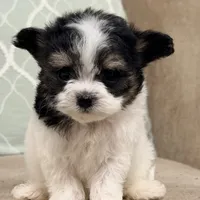 Purse Puppy Teeny Tiny Chi Poo, a male Chihuahua and Poodle - Toy  for sale in Houston, TX – Photo 4 of 9