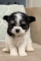 Teeny Tiny Chi Poo, a male Chihuahua and Poodle - Toy  for sale in Houston, TX – Photo 3 of 7