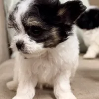Purse Puppy Teeny Tiny Chi Poo, a male Chihuahua and Poodle - Toy  for sale in Houston, TX – Photo 2 of 9