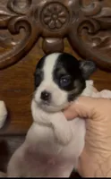 Teeny Tiny Chi Poo, a male Chihuahua and Poodle - Toy  for sale in Houston, TX – Photo 4 of 7