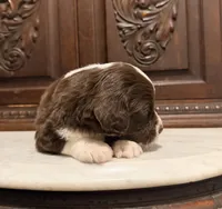 Adorable Dark Chocolate Female, a female Aussiedoodle for sale in Houston, TX – 3 of 5