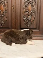 Light Chocolate and White Female , a female Aussiedoodle for sale in Houston, TX – 4 of 4