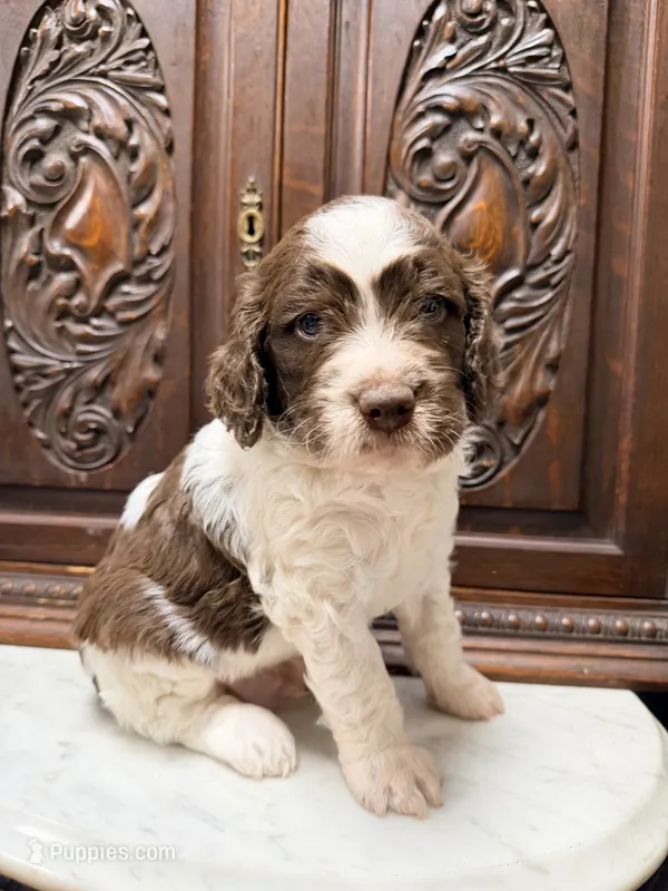 Brittany Doodle Male – French Brittany, Poodle - Standard  puppy for sale in Houston, TX