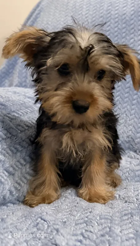 Precious little boy – Yorkshire Terrier puppy for sale in Houston, TX
