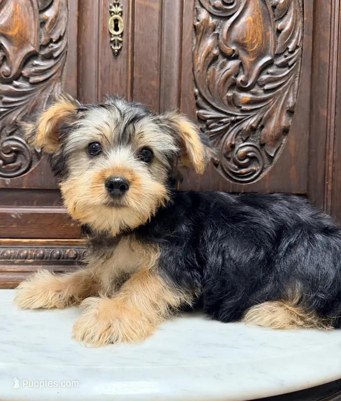 Precious little boy – Yorkshire Terrier puppy for sale in Houston, TX