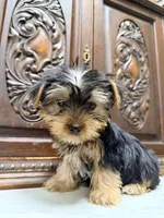 Precious little boy, a male Yorkshire Terrier for sale in Houston, TX – 2 of 4