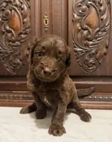 Adorable Chocolate Female, a female Aussiedoodle for sale in Houston, TX – 2 of 3