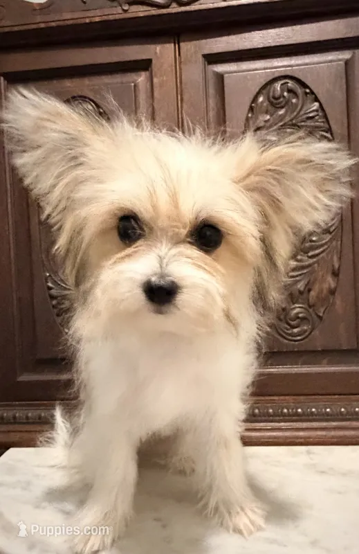 Precious Little Boy  – Pomeranian, Shih Tzu puppy for sale in Houston, TX