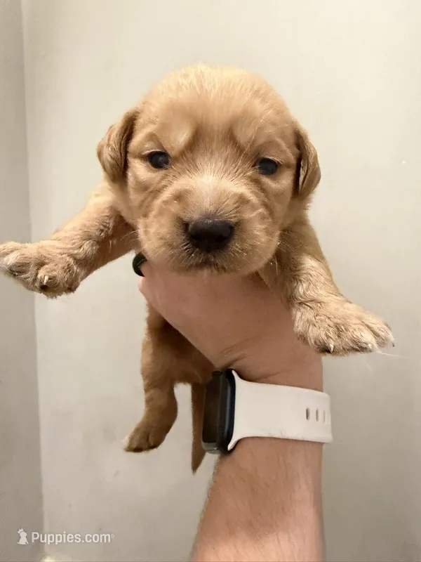 Potato – Labradoodle puppy for sale in Unicoi, TN