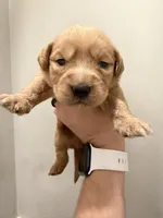 Potato, a female Labradoodle for sale in Unicoi, TN – 1 of 1