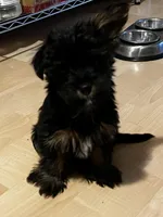 Stella , a female Yorkshire Terrier for sale in New Berlin, WI – Photo 1 of 5