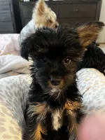 Stella , a female Yorkshire Terrier for sale in New Berlin, WI – Photo 5 of 5