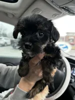 Stella , a female Yorkshire Terrier for sale in New Berlin, WI – Photo 2 of 5