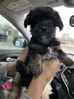 Stella , a female Yorkshire Terrier for sale in New Berlin, WI – Photo 3 of 5