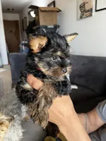 Sweetie , a female Yorkshire Terrier for sale in New Berlin, WI – Photo 5 of 10