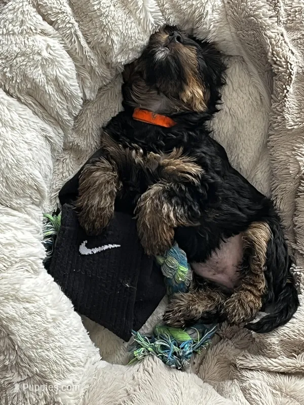 Sweetie , a female Yorkshire Terrier for sale in New Berlin, WI – Photo 1 of 10