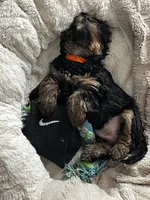 Sweetie , a female Yorkshire Terrier for sale in New Berlin, WI – Photo 1 of 10