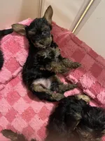 Sweetie , a female Yorkshire Terrier for sale in New Berlin, WI – Photo 9 of 10