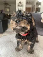 Sweetie , a female Yorkshire Terrier for sale in New Berlin, WI – Photo 7 of 10