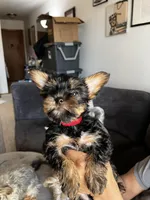 Sweetie , a female Yorkshire Terrier for sale in New Berlin, WI – Photo 2 of 10