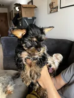 Sweetie , a female Yorkshire Terrier for sale in New Berlin, WI – Photo 6 of 10