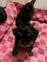 Pebbles, a female Yorkshire Terrier for sale in New Berlin, WI – Photo 2 of 5