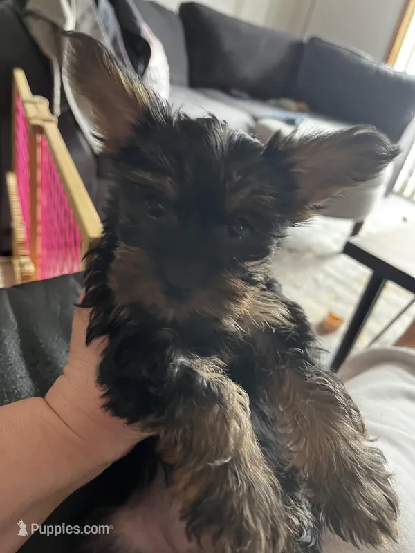 Pebbles – Yorkshire Terrier puppy for sale in New Berlin, WI