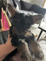 Pebbles, a female Yorkshire Terrier for sale in New Berlin, WI – Photo 1 of 5